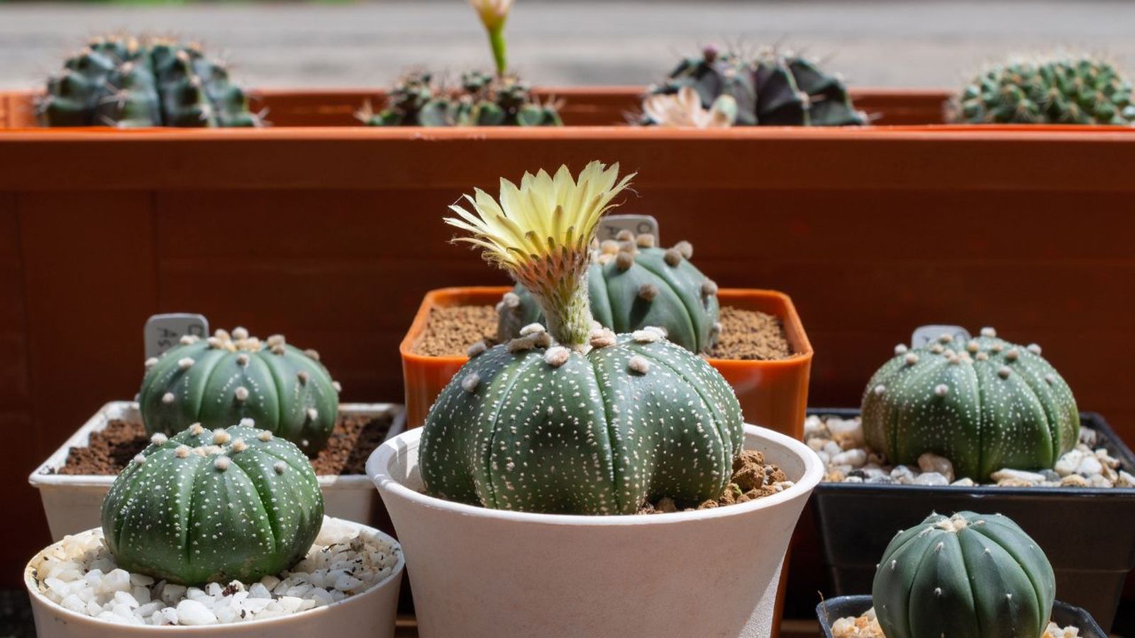 suculentas rsistentes y decorativas de be green