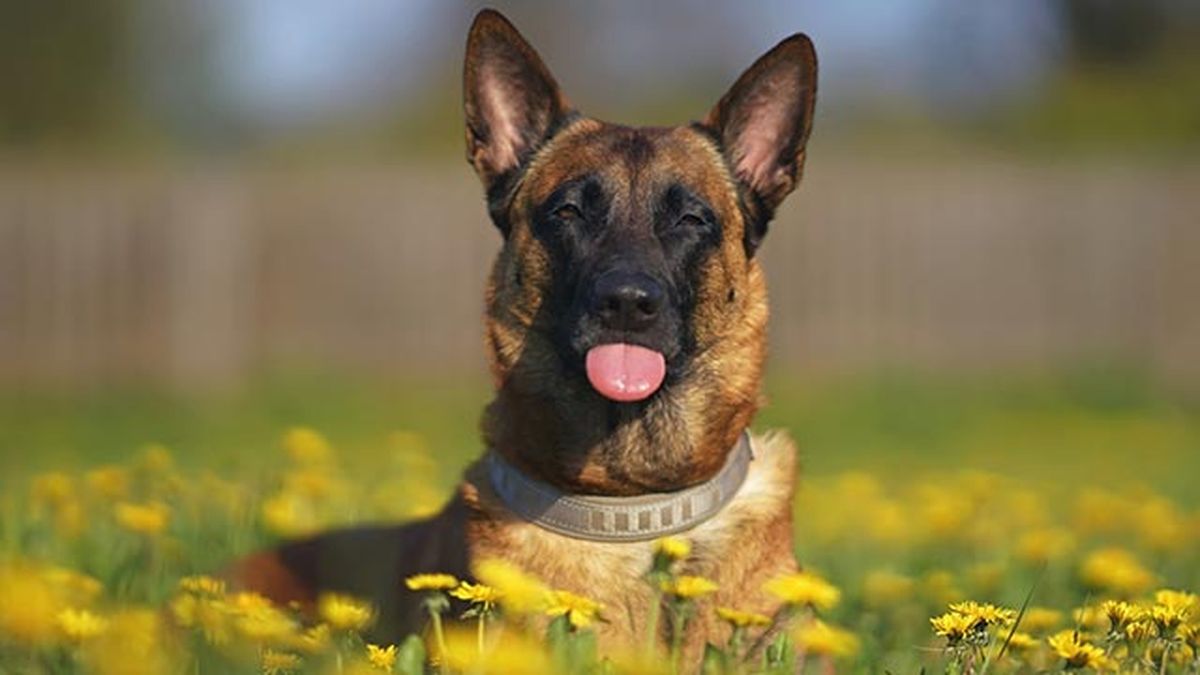 malinois gracioso
