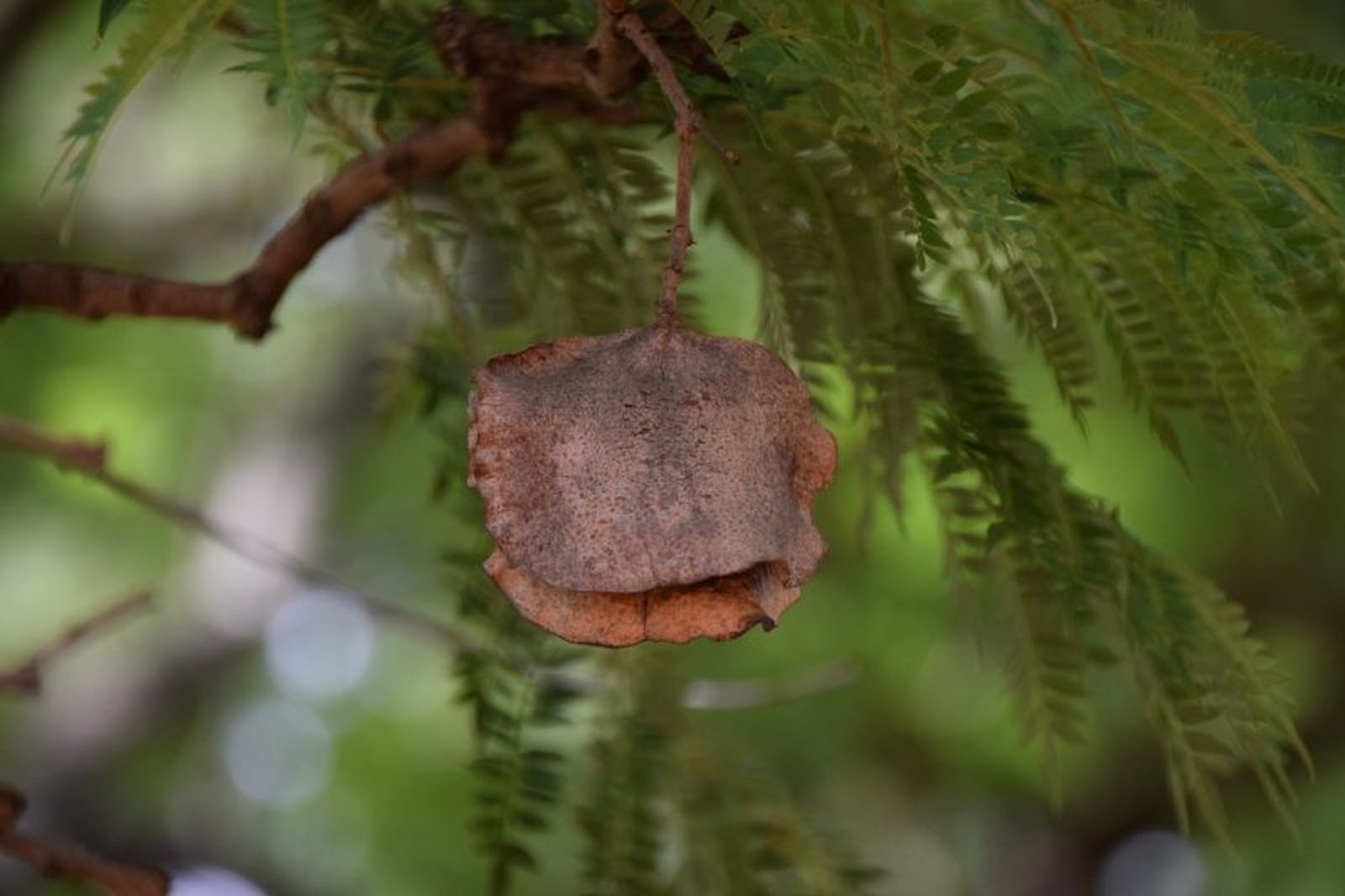 Fruto de la jacaranda