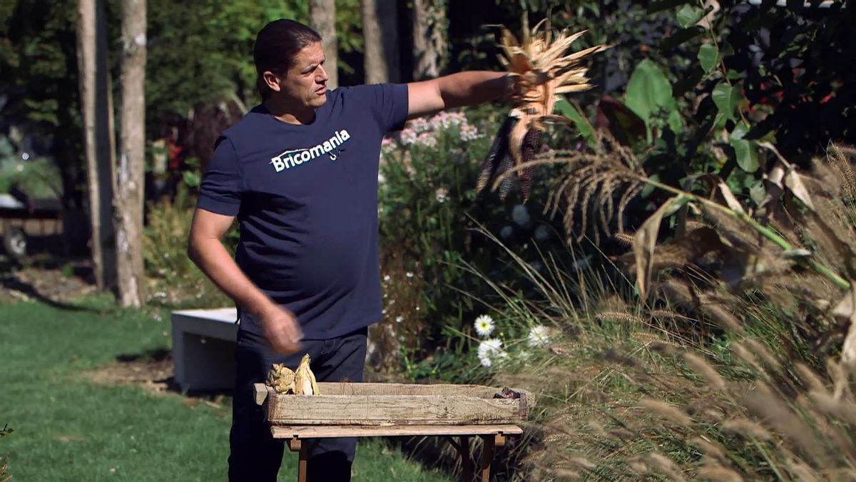 brico 964 3 mijo maiz morado maiz mazorca decoracion