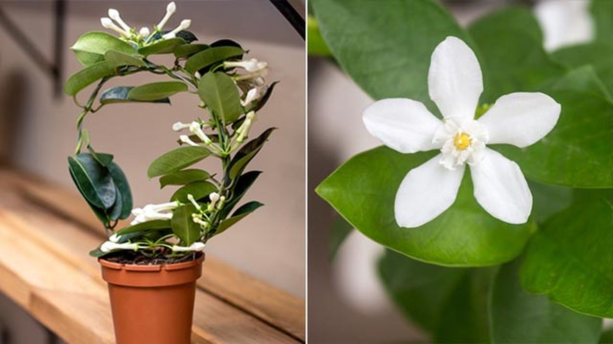 Stephanotis floribunda planta de interior con flores blancas deco jardin