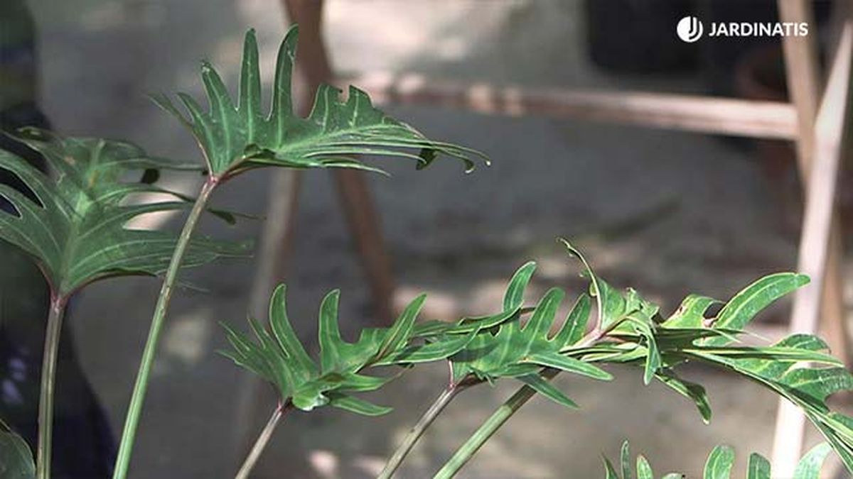 filodendro xanadu hojas