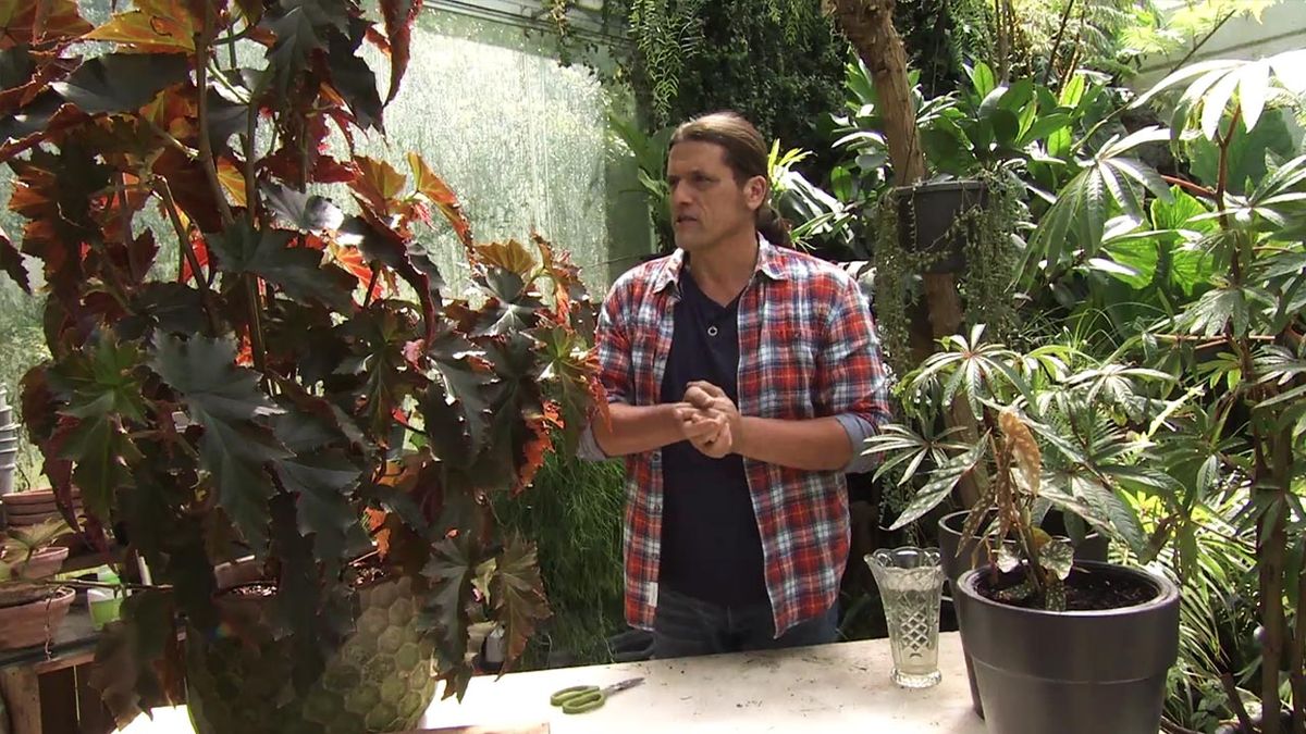 Deco743 jardineria begonia superba irene nuss tamano