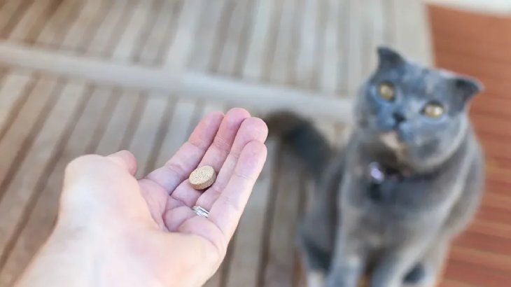 como darle una pastilla a un gato 2
