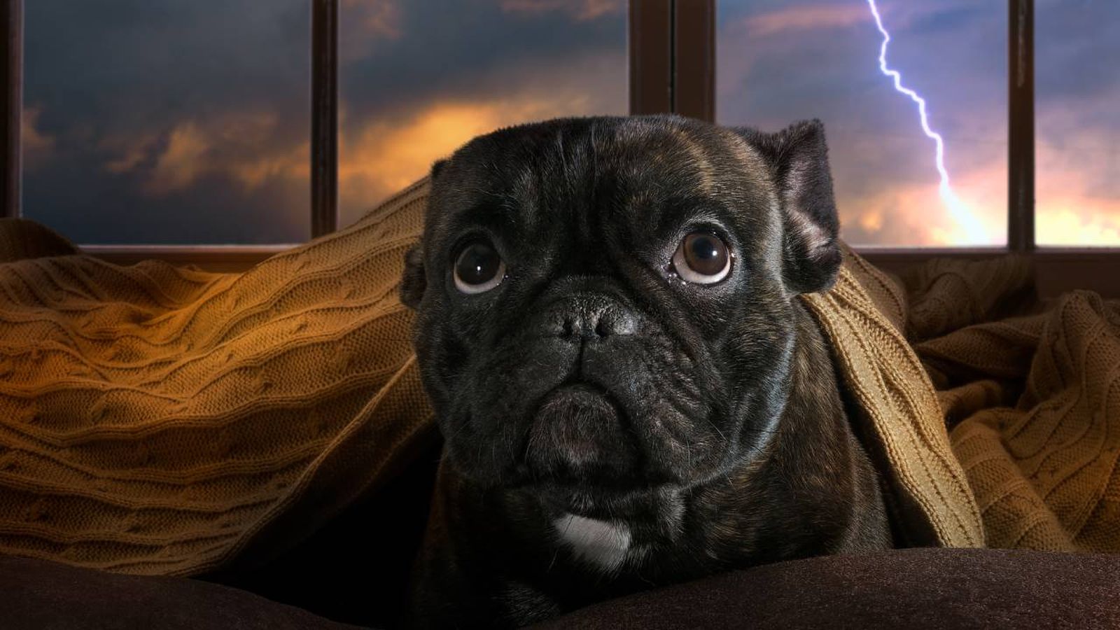 perros fobia miedo tormentas truenos relampagos
