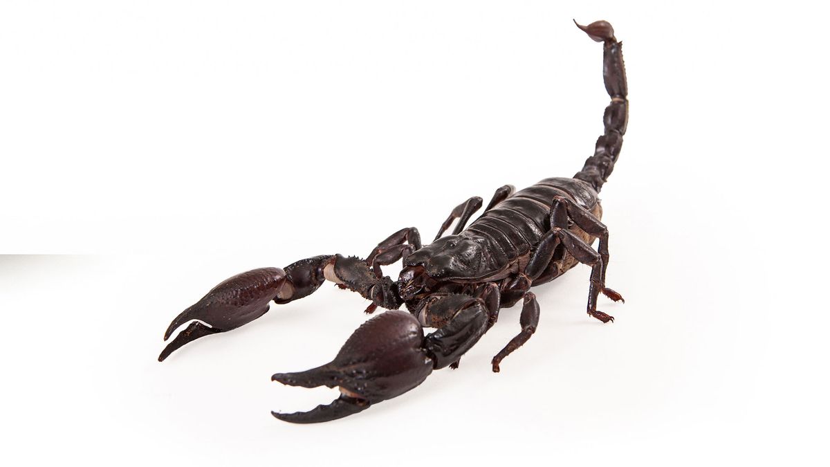 animales exoticos serpiente tortuga escorpion