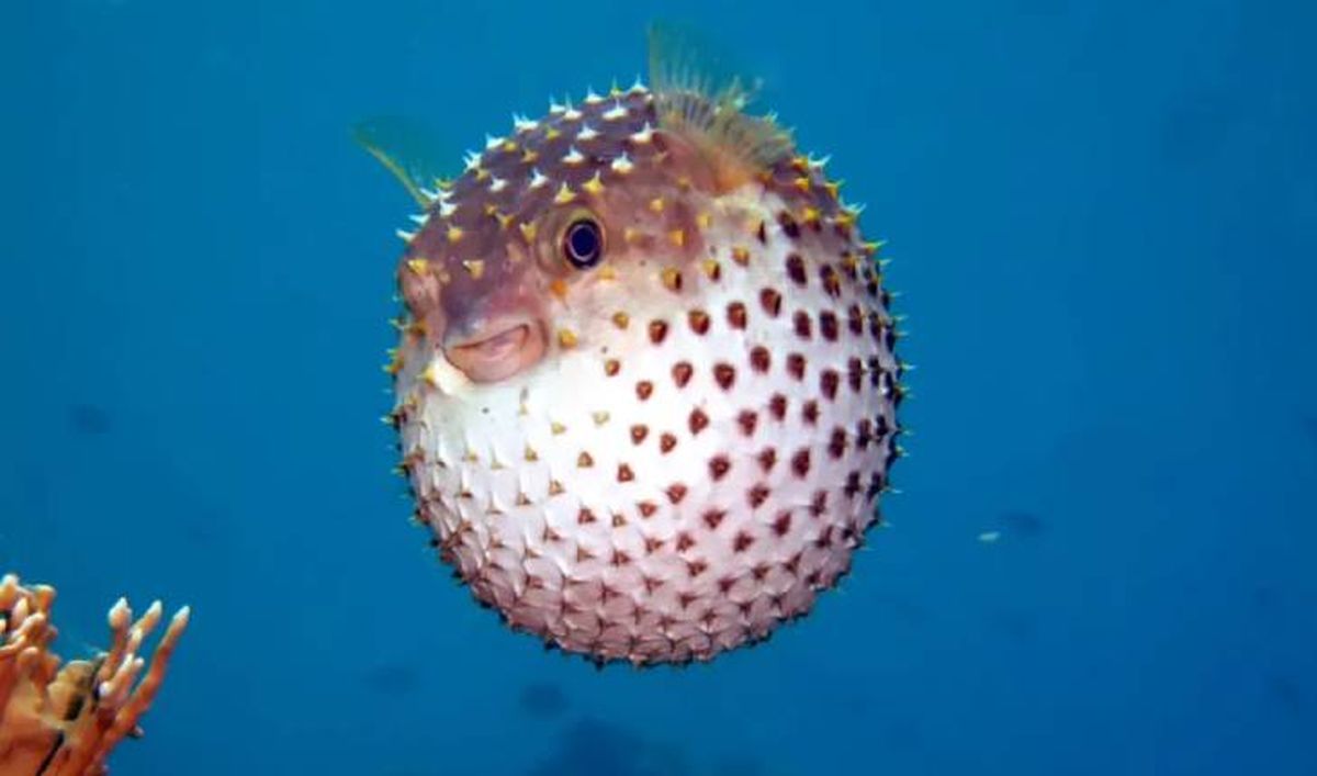 animales que empiezan por p pez globo (1)