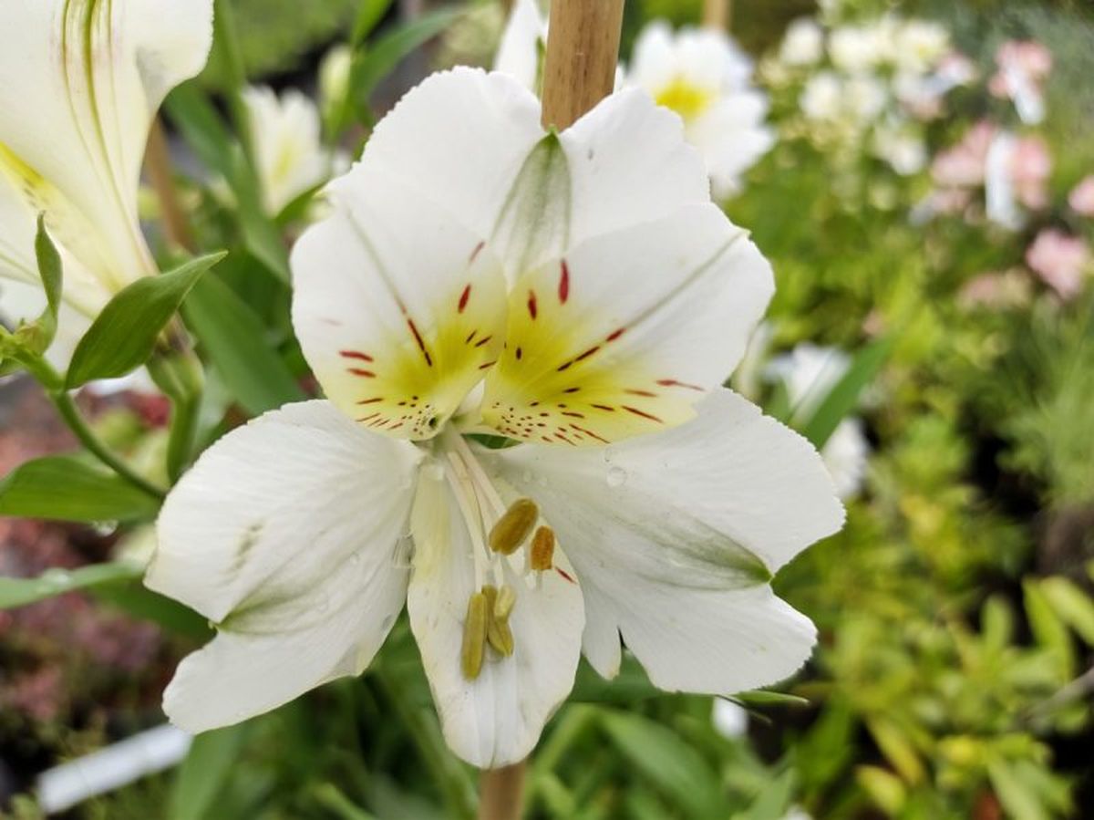 Alstroemeria de flor blanca