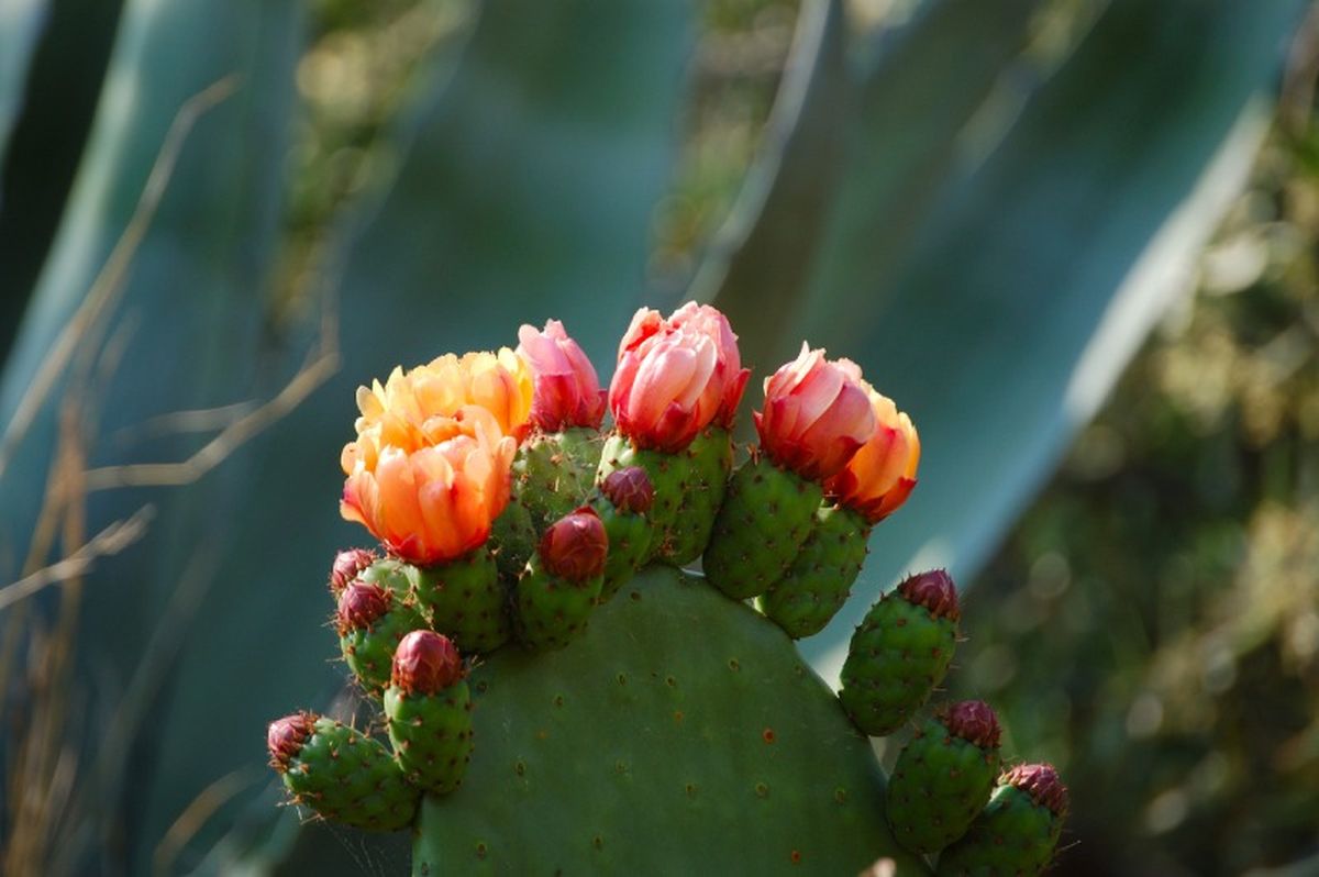 Flor de Opuntia ficus-indica.