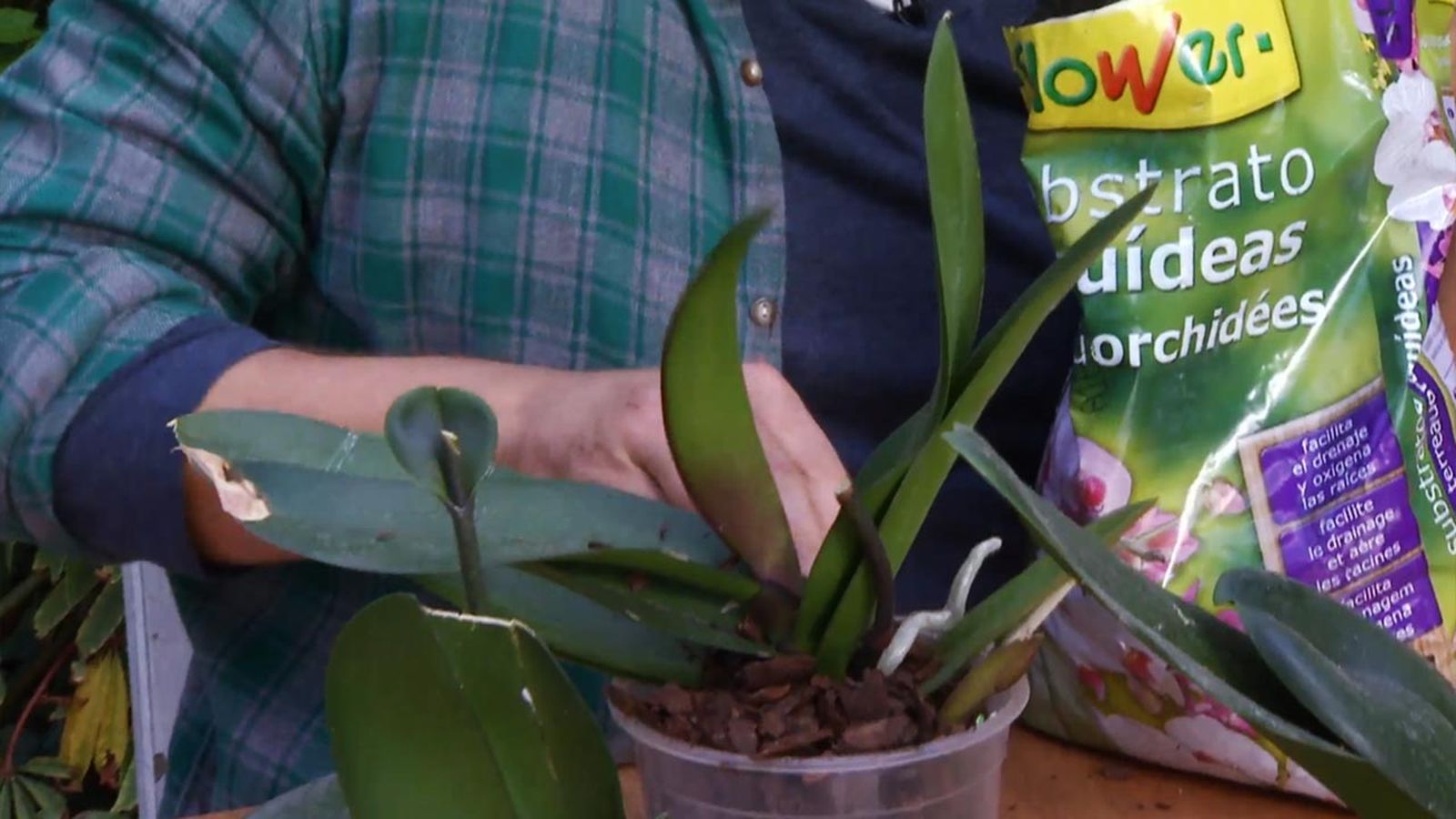 deco 637 como se trasplanta orquidea phalaenopsis sustrato