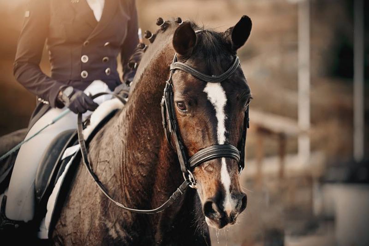 Los cuidados y entrenamientos tienen que ser rigurosos y profesionales, similares a los del jinete.