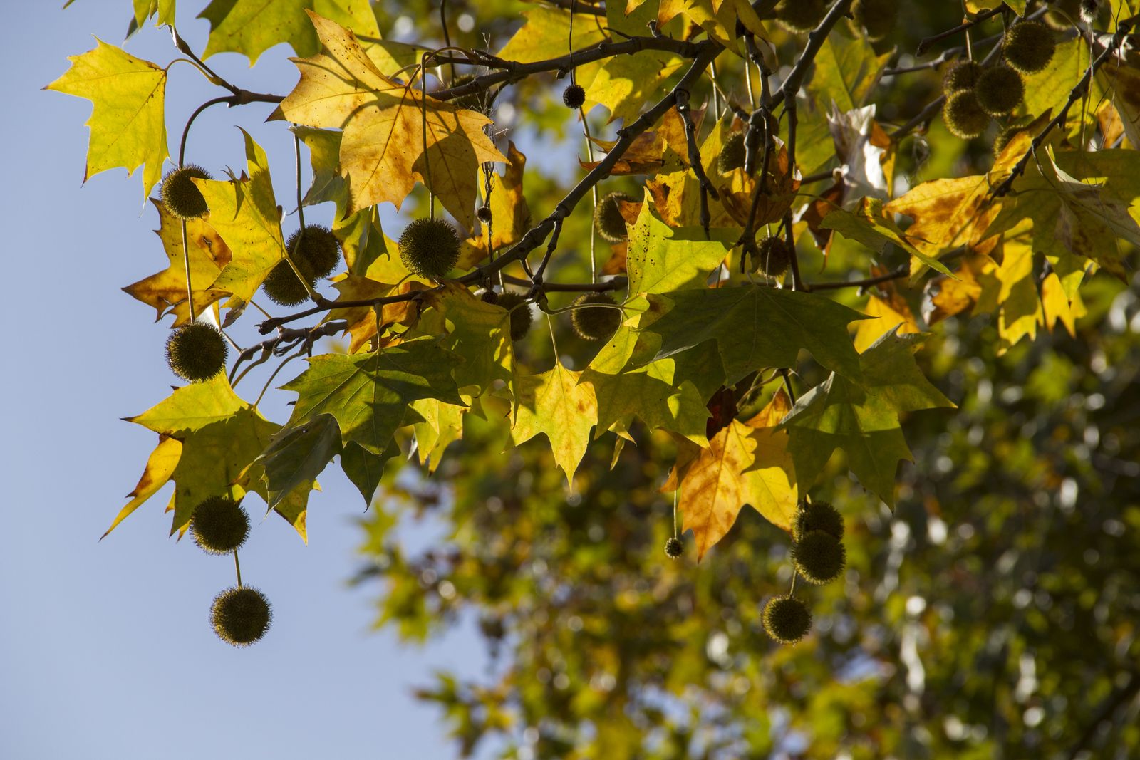 arboles crecimiento rapido platanus hispanica