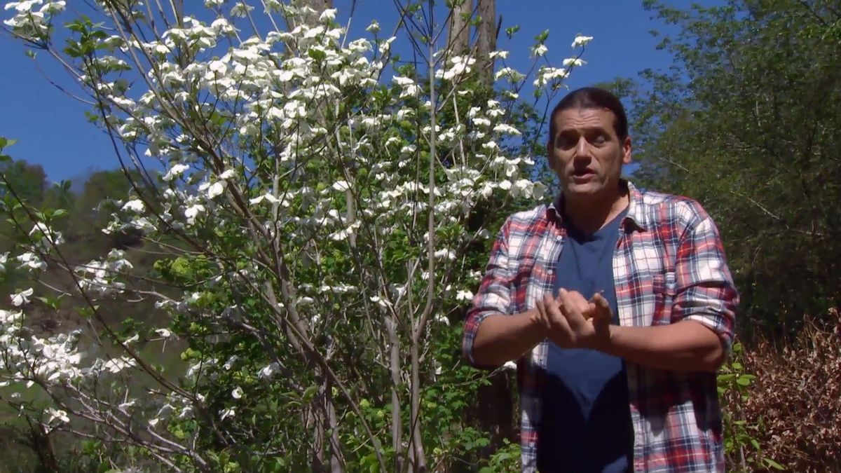 deco 694 cornejo florido cuidados