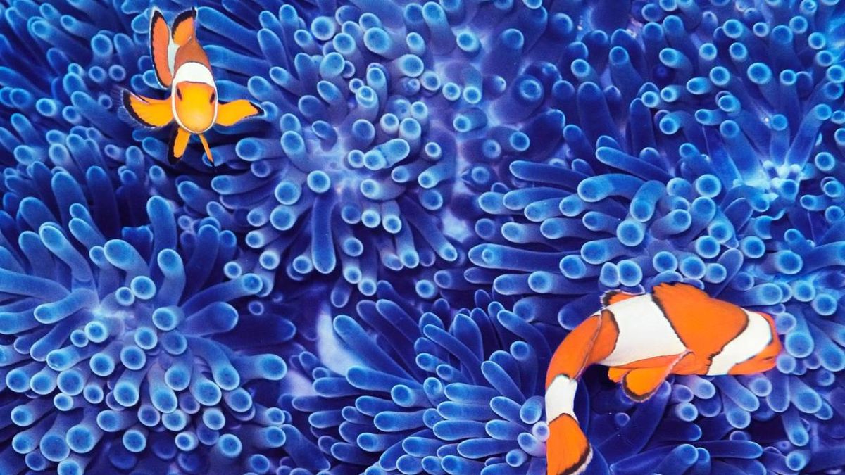 La simbiosis, una relación muy íntima entre individuos de diferentes especies.