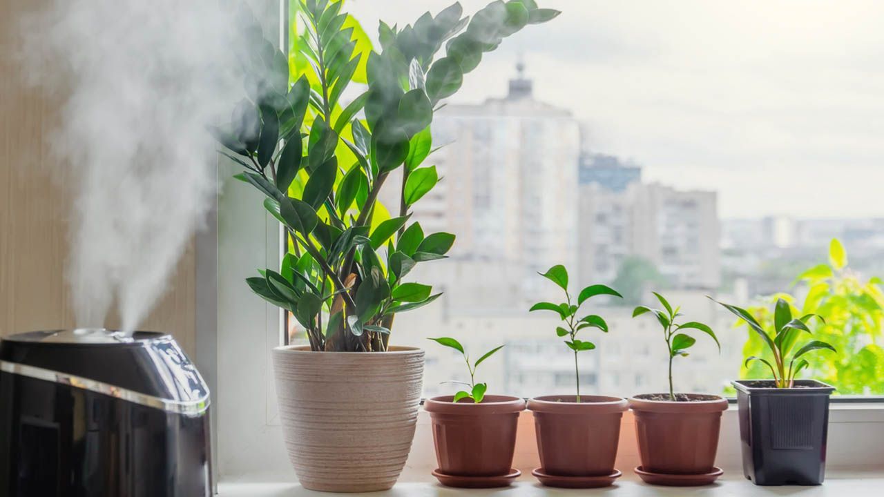 planta de interior con un humificicador