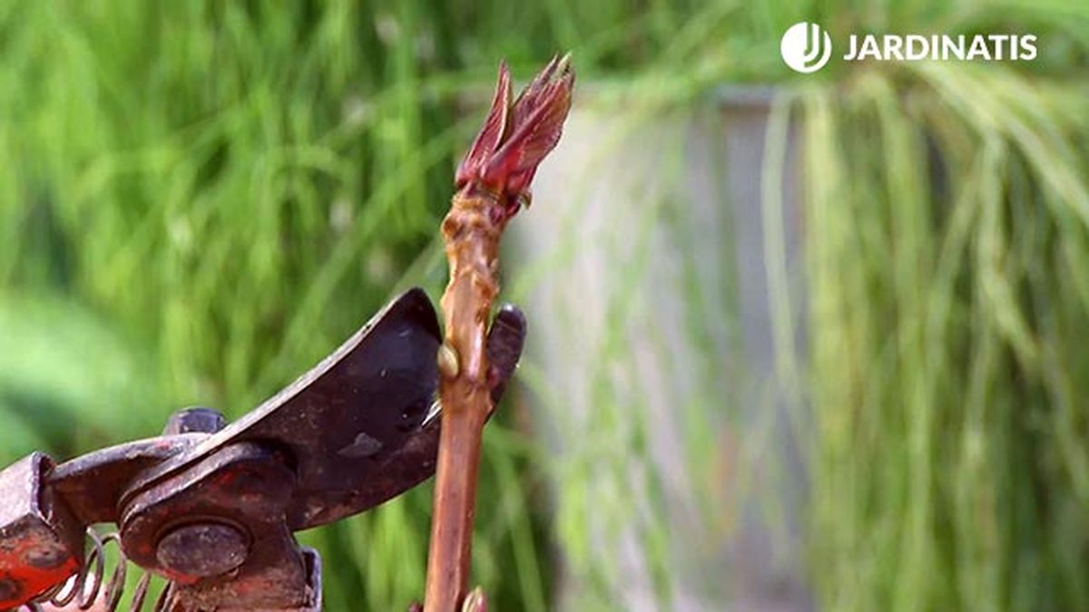 decogarden 645 esquejes hortensias corte floracion hortensia