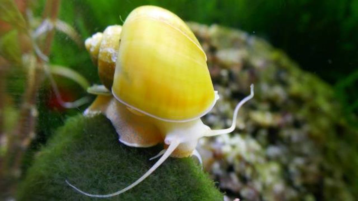 especies exoticas invasoras espana caracoles