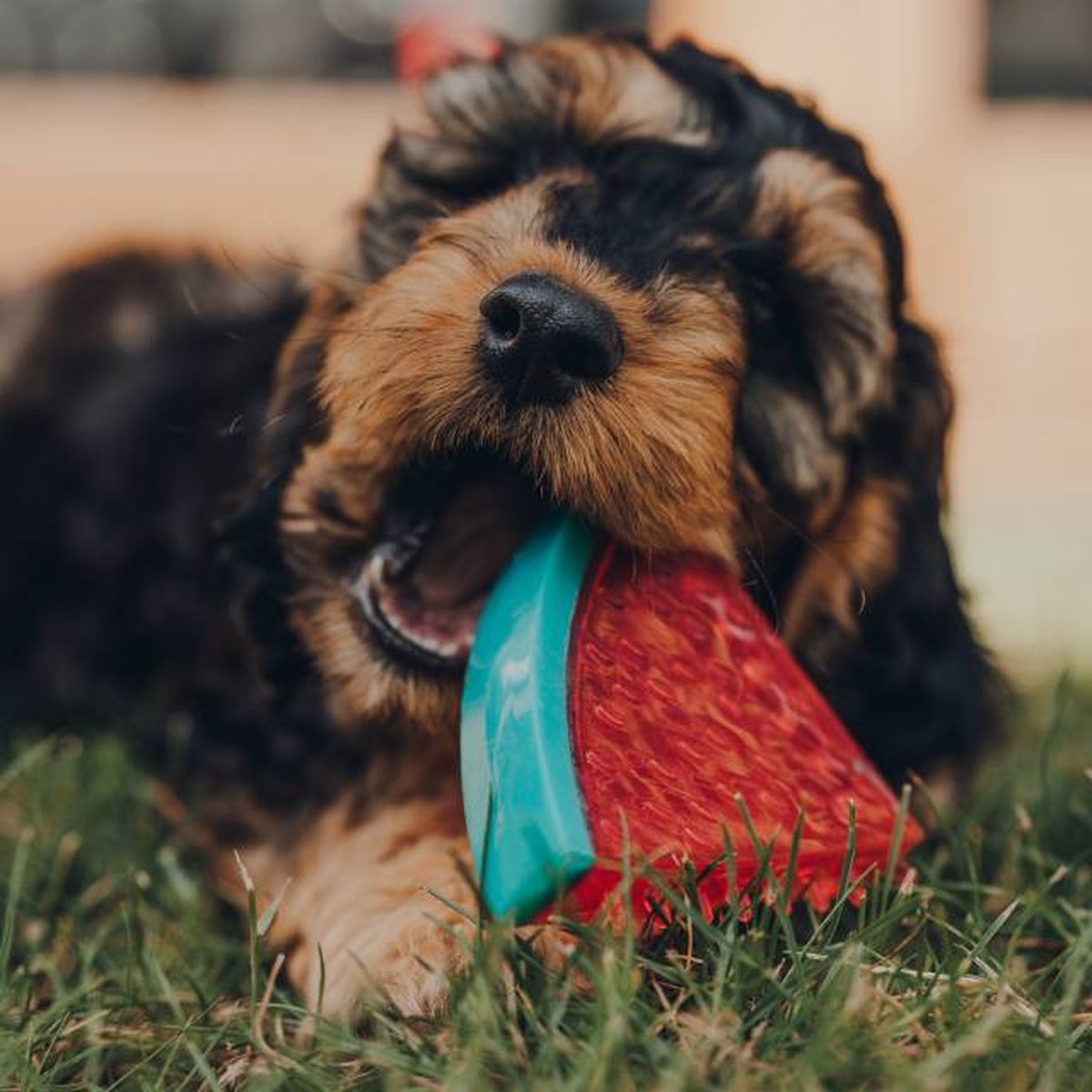 juguetes mordedores congelables perros verano rellenos agua