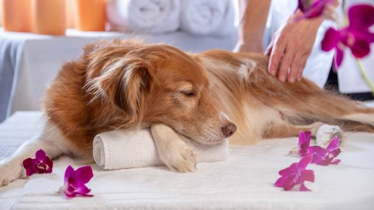 beneficios rehabilitacion perros gatos centro spa