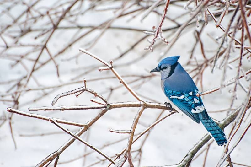 La chara, arrendajo o urraca azul es un ave que podemos encontrar en los bosques de América del Norte.