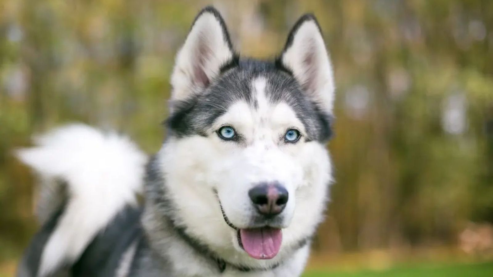 nombres para perros husky