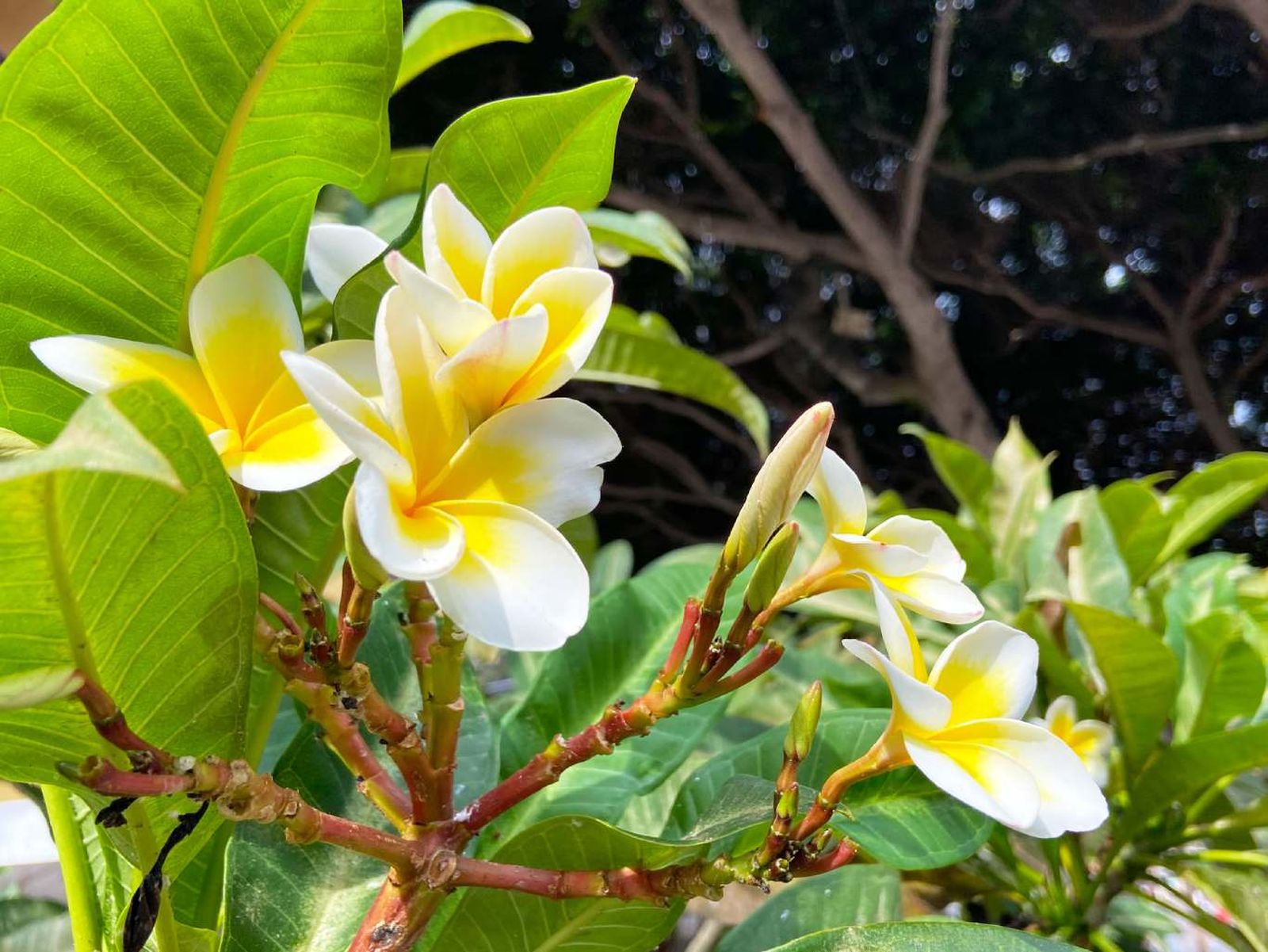 Plumeria alba.