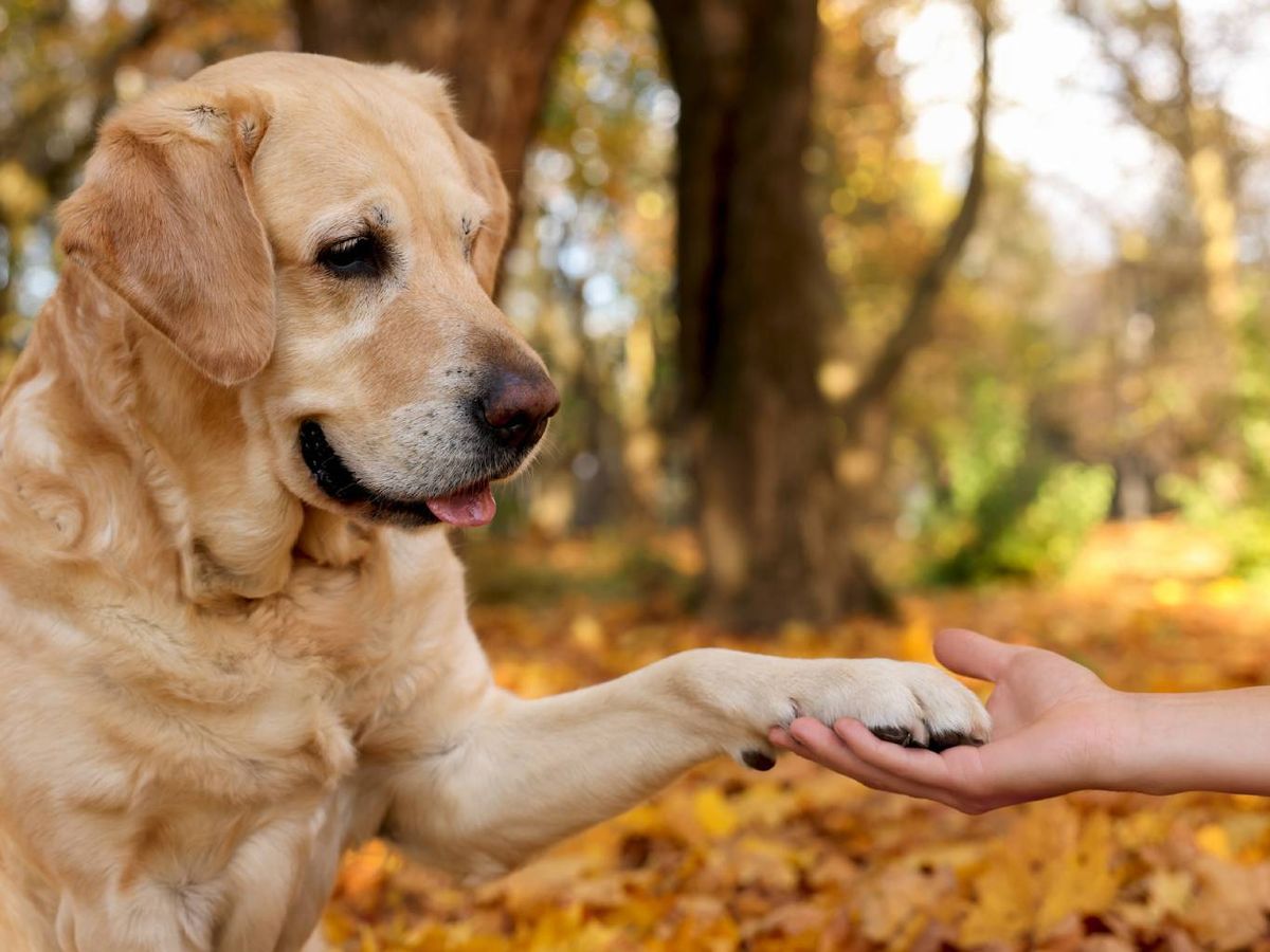 Es una forma de comunicación que cuenta con varios significados.
