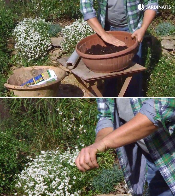 Iñigo Segurola preparando sustrato para plantar esquejes de reproducir Lobularia maritima
