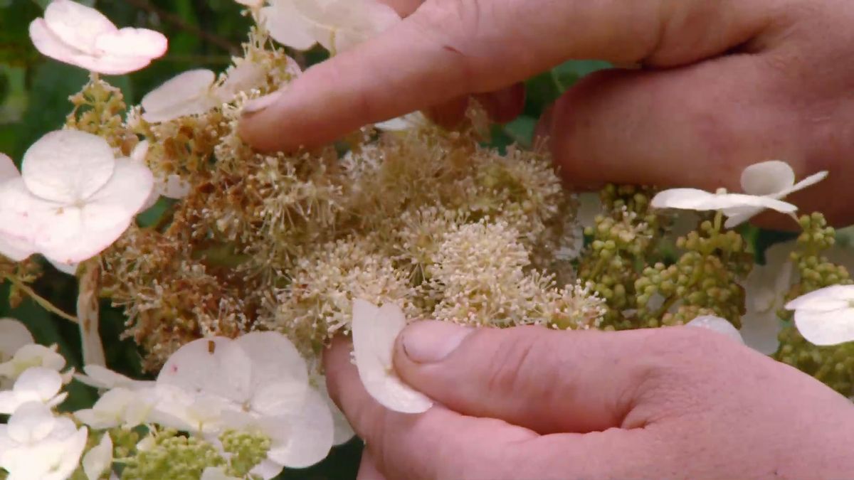 deco 0702 variedades hortensias blancas hoja roble flores fertiles