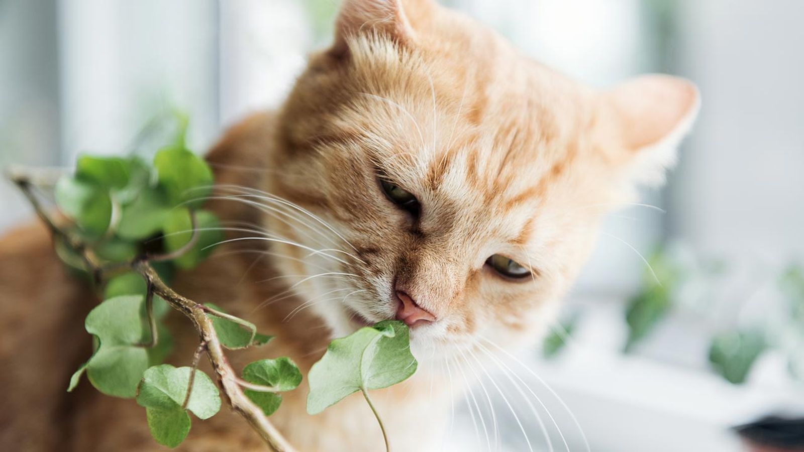 articulos mascotas felices 11 planta petfriendly