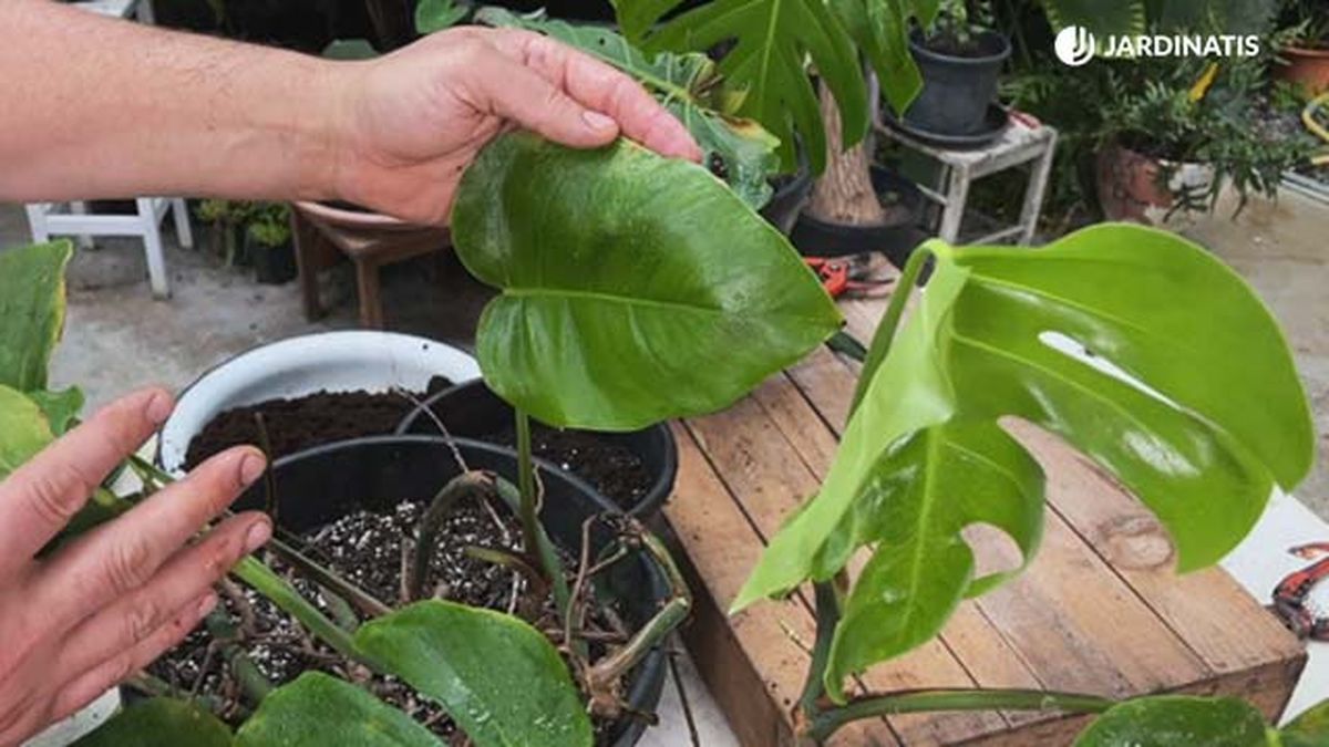 variedad costilla adan de hoja intermedia sin los caracteristicos orificios jardinatis