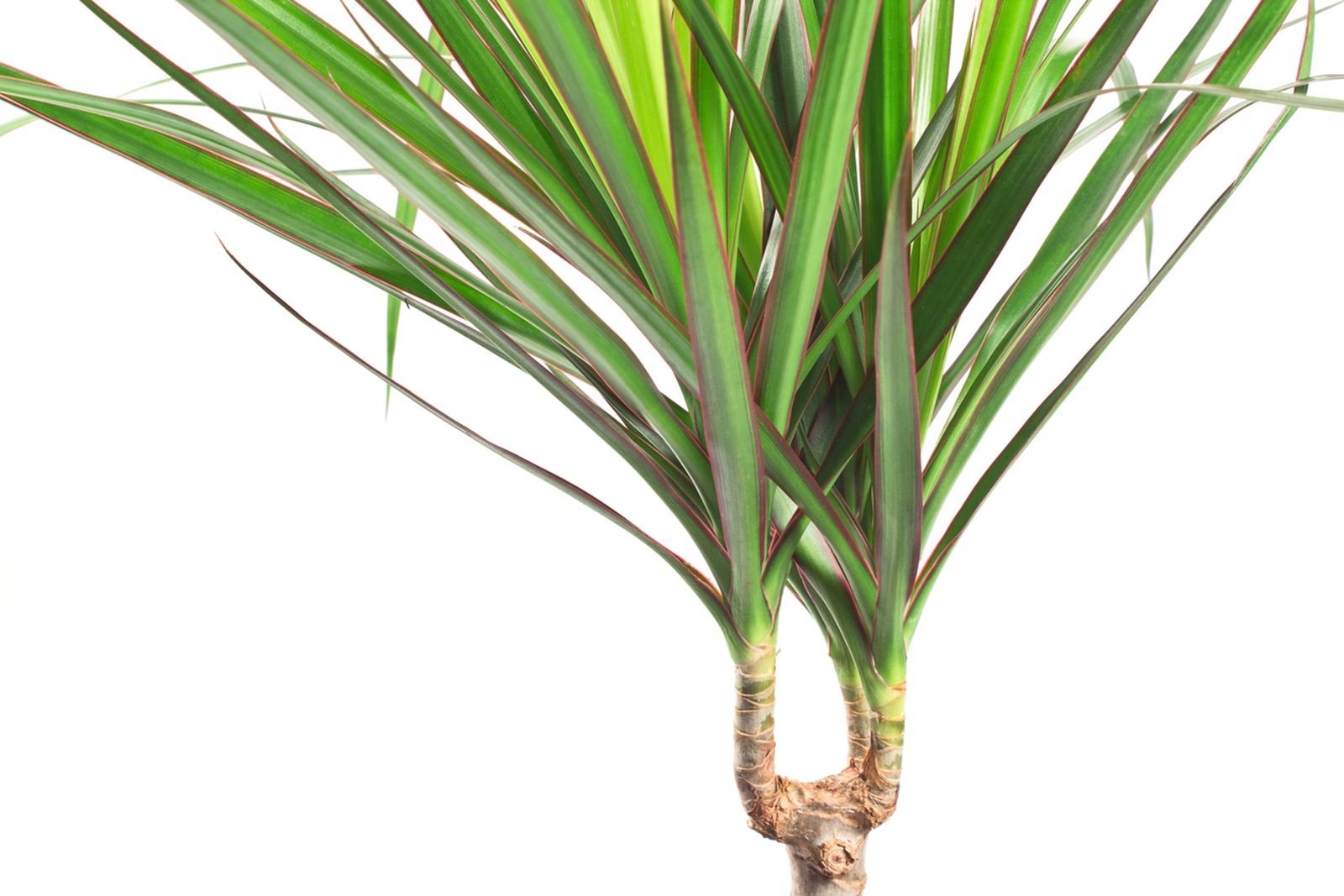 cuidados dracaena marginata