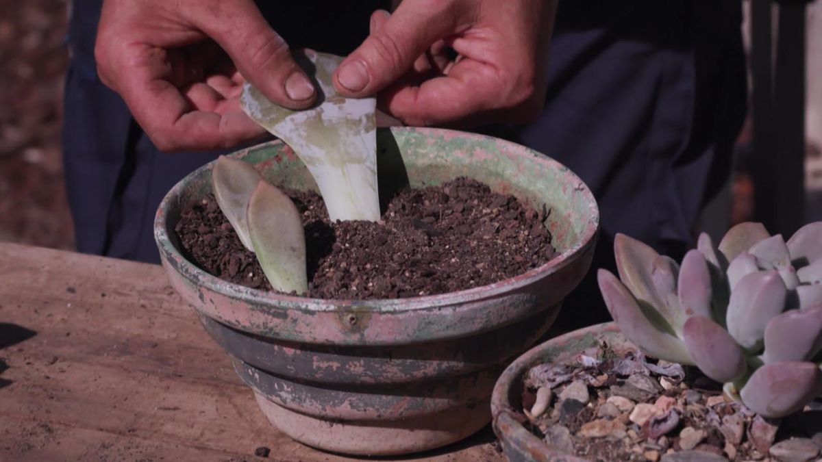 brico 1007 jardin multiplicar plantas por esqueje de hoja