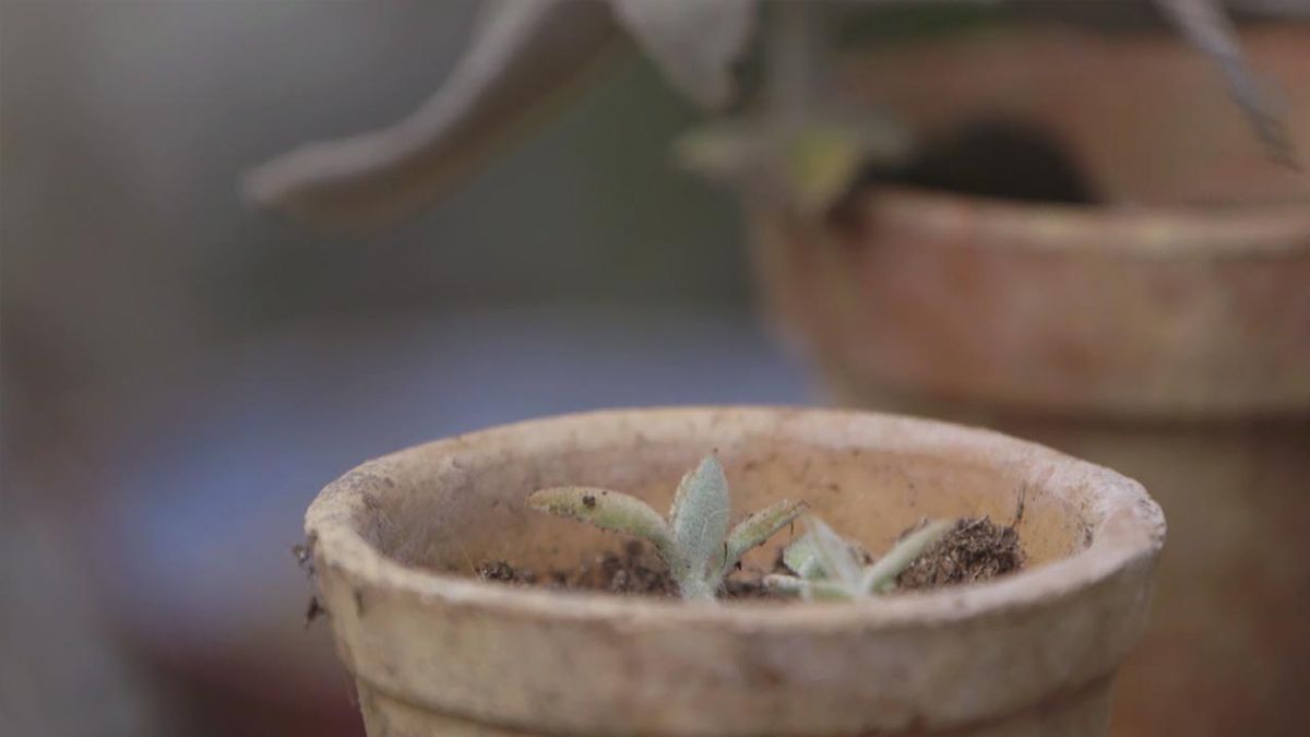 brico 1020 jardin kalanchoe beharensis plantulas