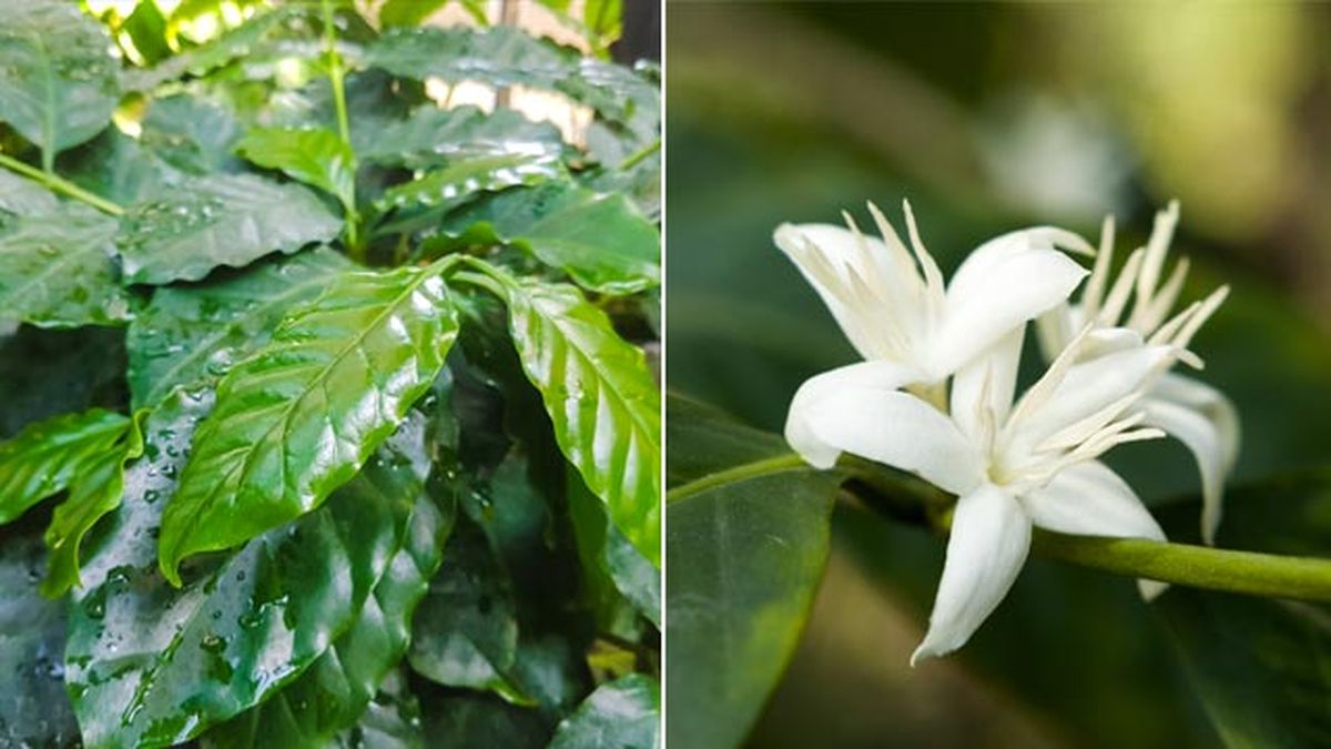 planta cafe cafeto hoja flor jardinatis