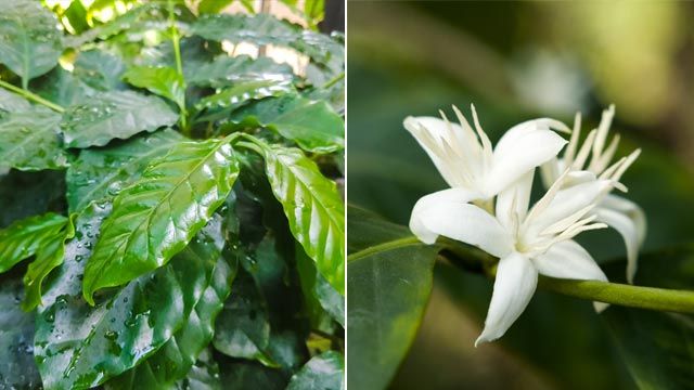 planta cafe cafeto hoja flor jardinatis