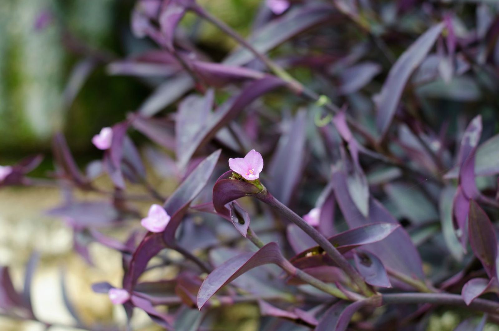 Tradescantia purpúrea