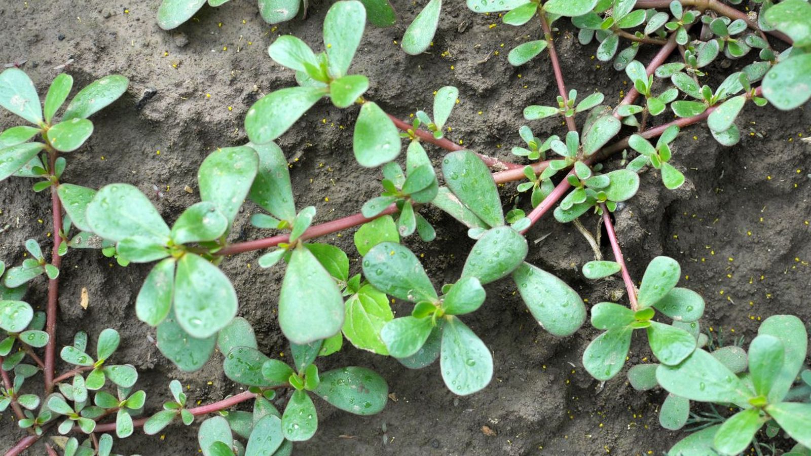 cuidados planta verdolaga portulaca oleracea