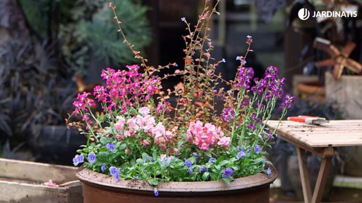 omposicion ceratostigma cerato planta flor