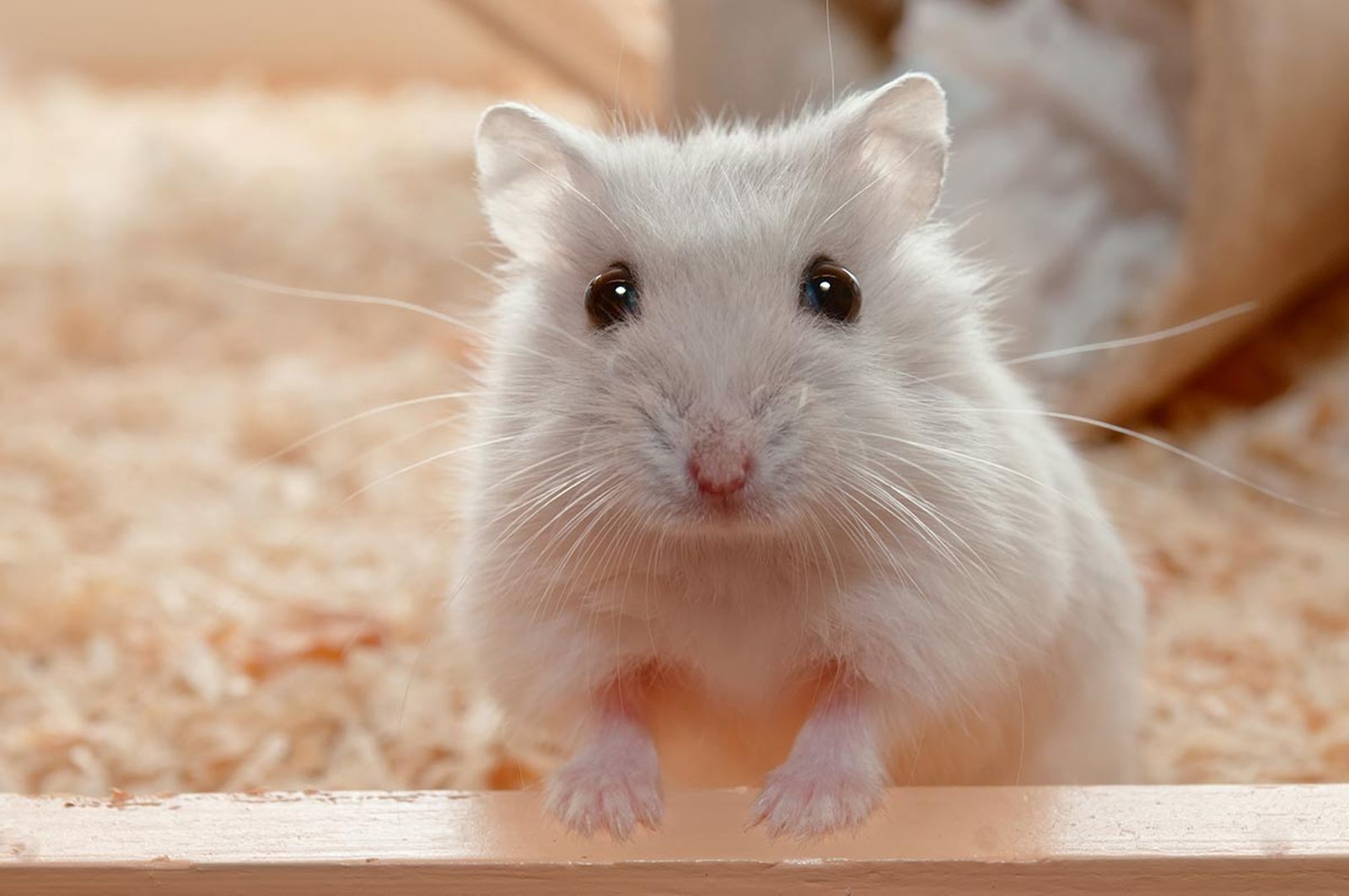 mascotas roedores hamster6