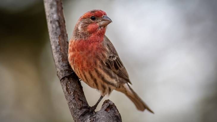 enfermedades de los pajaros sintomas