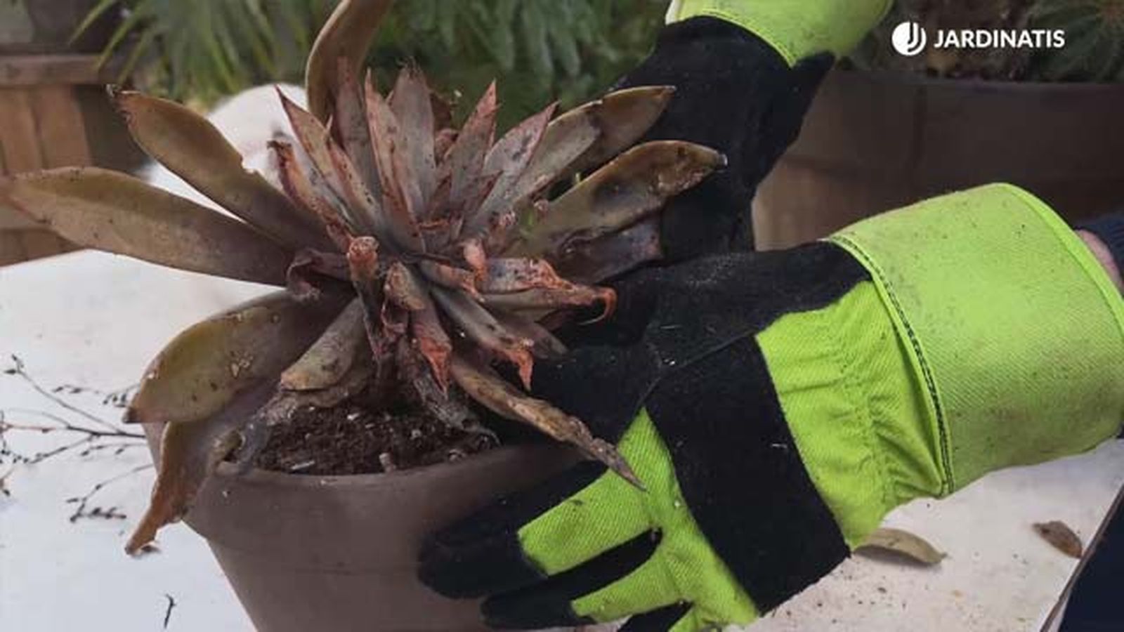 planta crasa con exceso de agua jardinatis