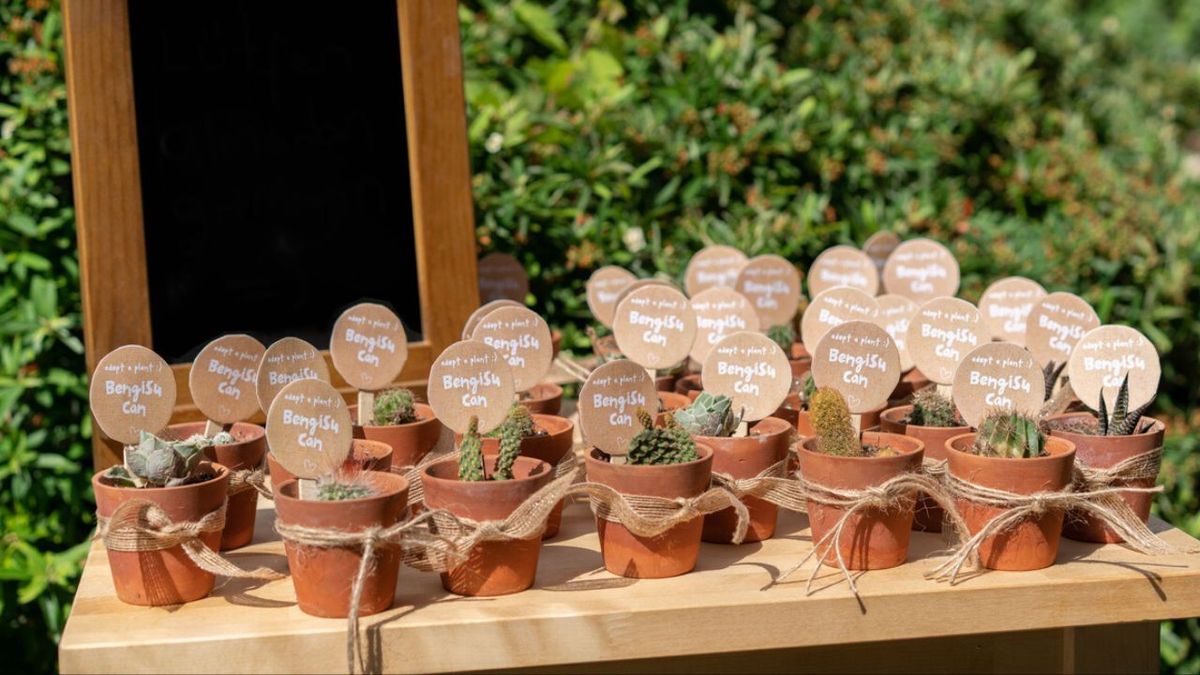 mini plantas como regalo de boda