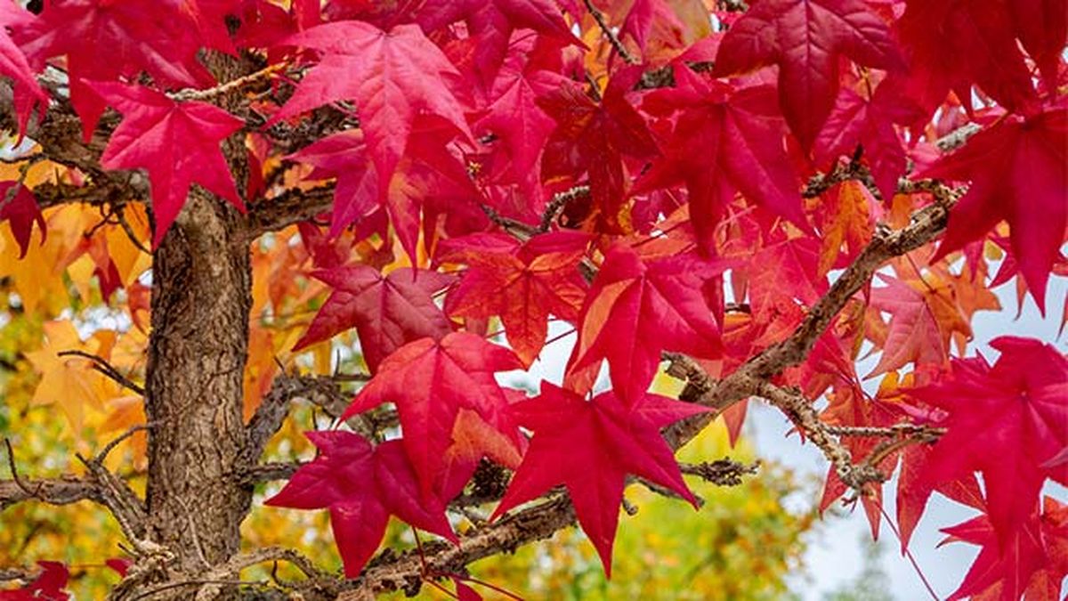hojas de liquidambar arbol mas bonito de otono