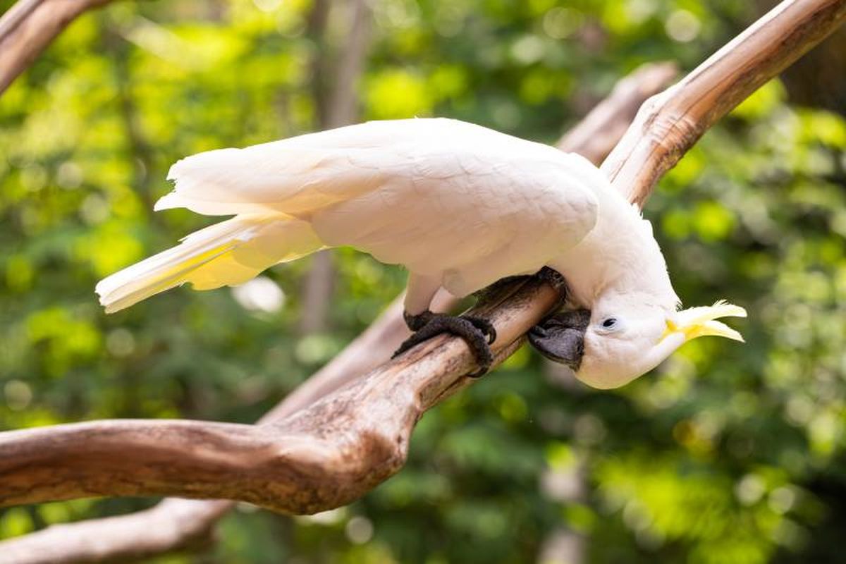 Facilítale juguetes interactivos como cuerdas, columpios, cuerdas o rompecabezas.