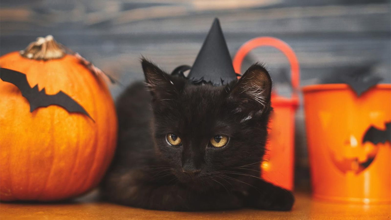 disfraces de halloween para gatos