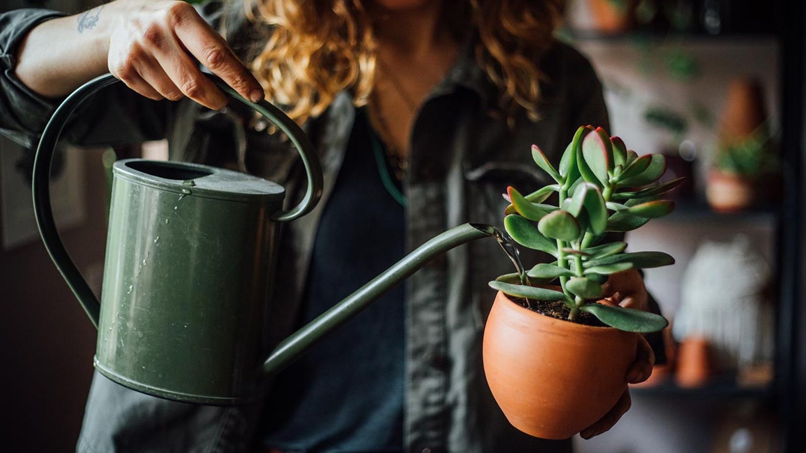 regar plantas suculentas