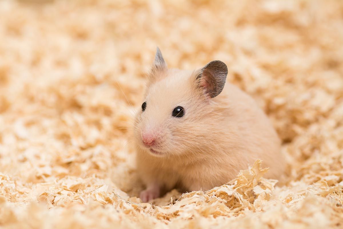 mascotas roedores hamster8