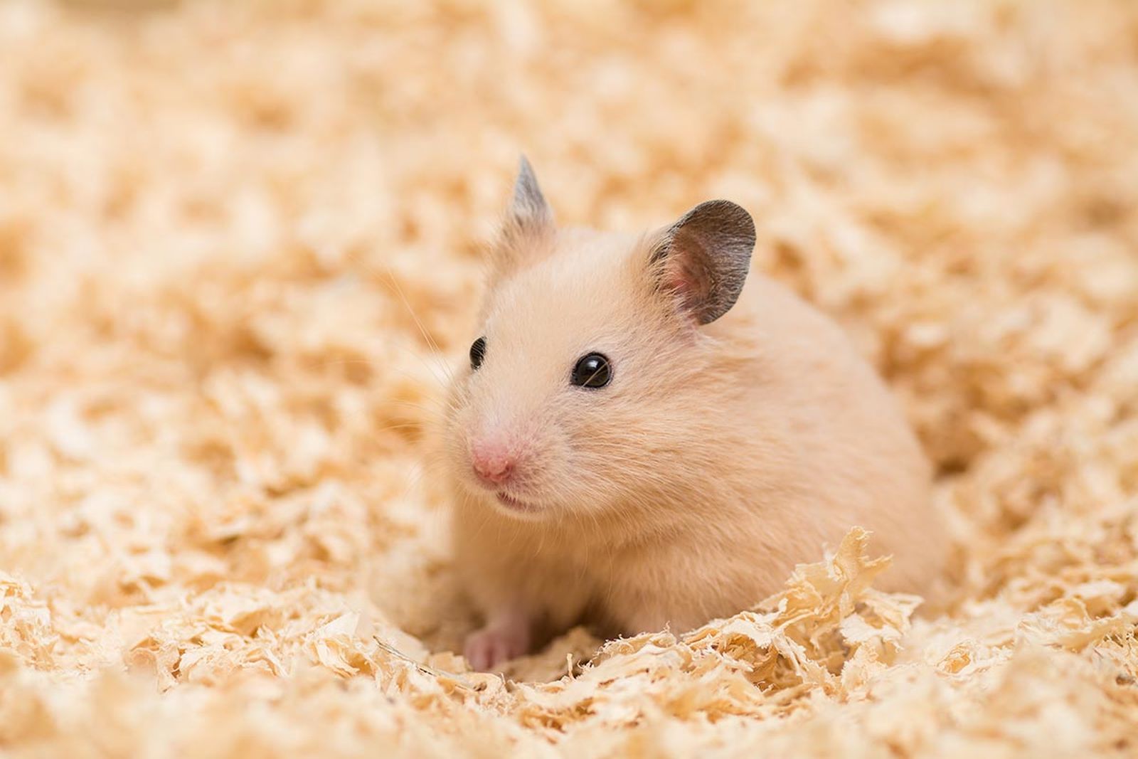 mascotas roedores hamster8