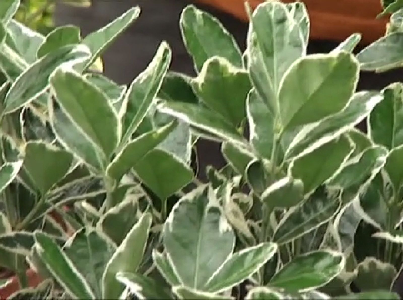 Euonymus japonicus blanco